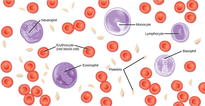 Art-labeling activity: components of blood.