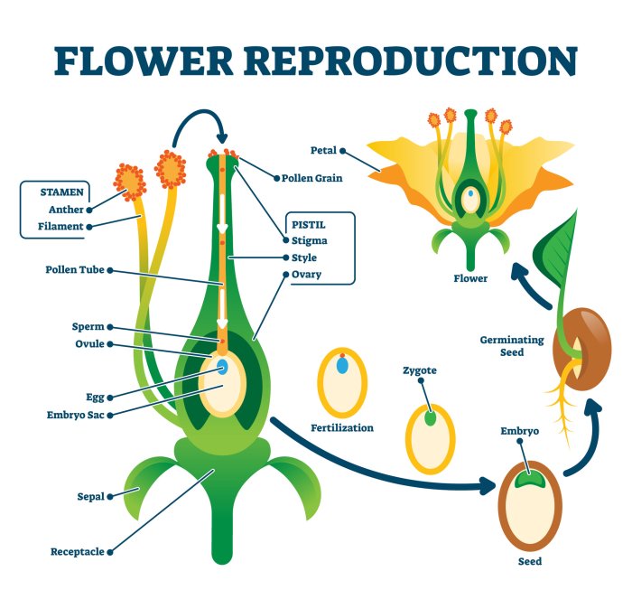 Make a chart of when the fertilization occurs