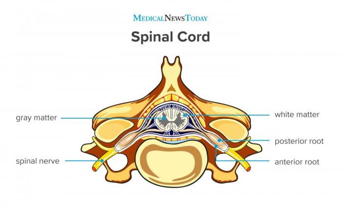 Art-labeling activity: protection of the spinal cord