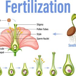 Fertilization embryo occur reproductive stages connects endosperm