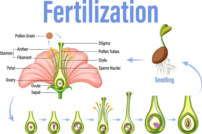 Fertilization embryo occur reproductive stages connects endosperm